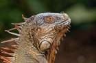 Green Iguana-Costa Rica Art Print